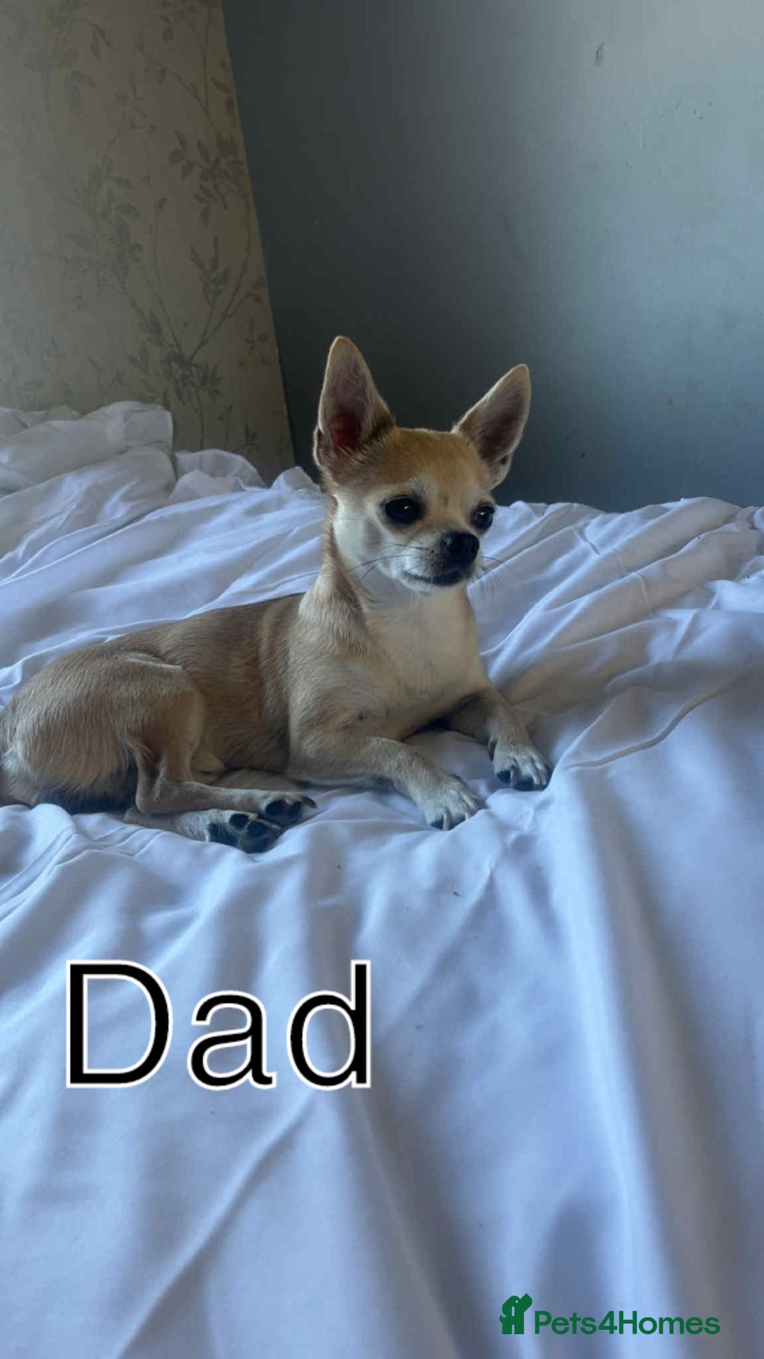 Chihuahua dogs for sale: Beautiful Chihuahua - Image 8