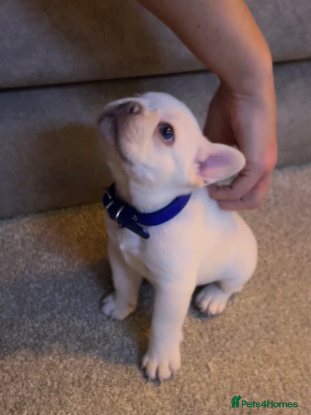 French Bulldog dogs for sale: French fries due to leave 3rd January  - Advert 14