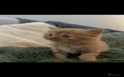 Mixed Breed cats for sale: Extra fluffy kittens - Image 9
