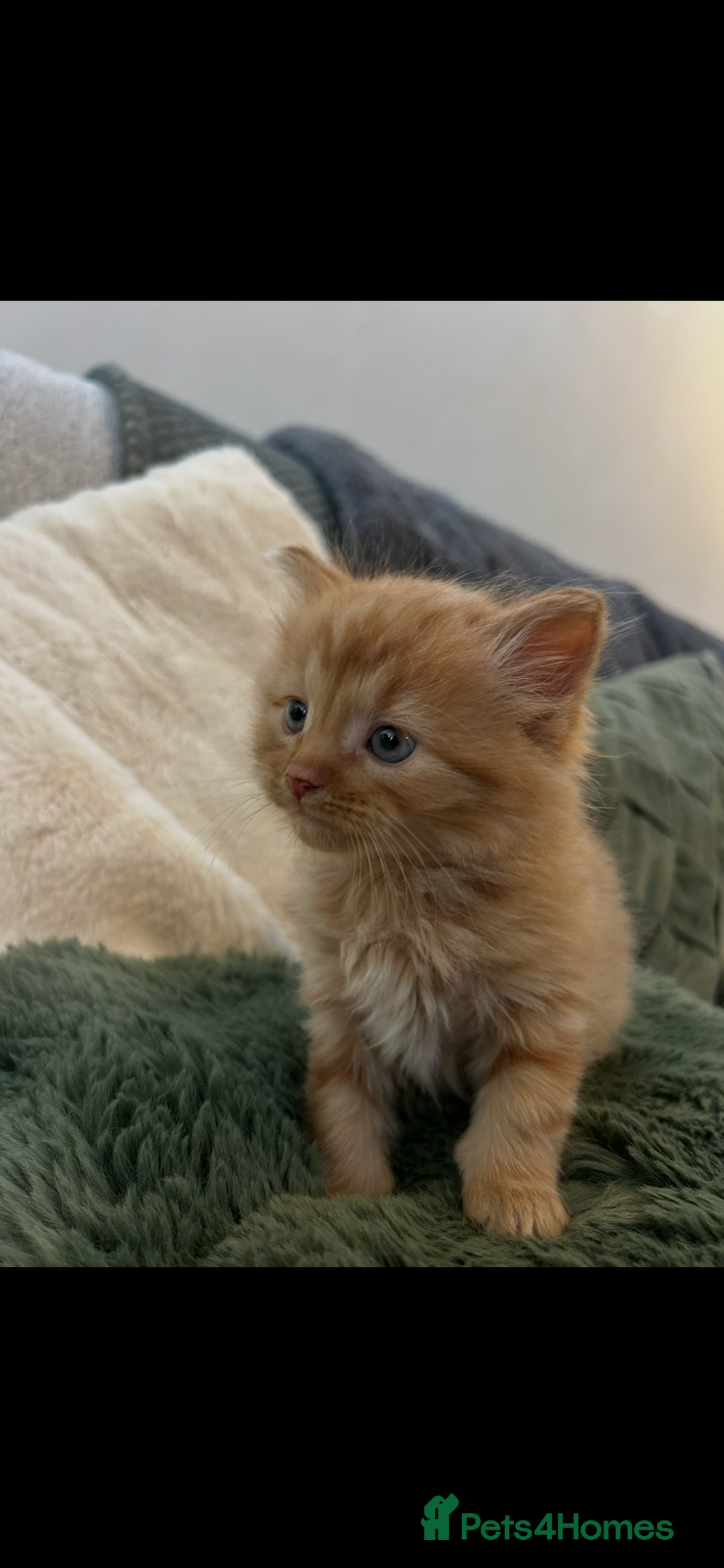 Mixed Breed cats for sale: Extra fluffy kittens - Image 9