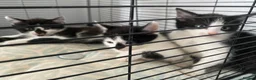 Mixed Breed cats for sale: Kittens - Advert 6