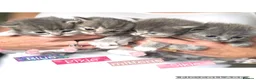 Ragdoll cats for sale: Four beautiful blue Ragdoll tabby point kittens - Advert 5