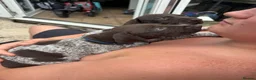 German Shorthaired Pointer dogs for sale: 8 week old German Shorthaired Pointer puppies  - Advert 9