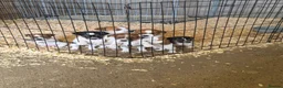 Jack Russell dogs for sale: Old fashion type Miniature jack russell puppies - Advert 6