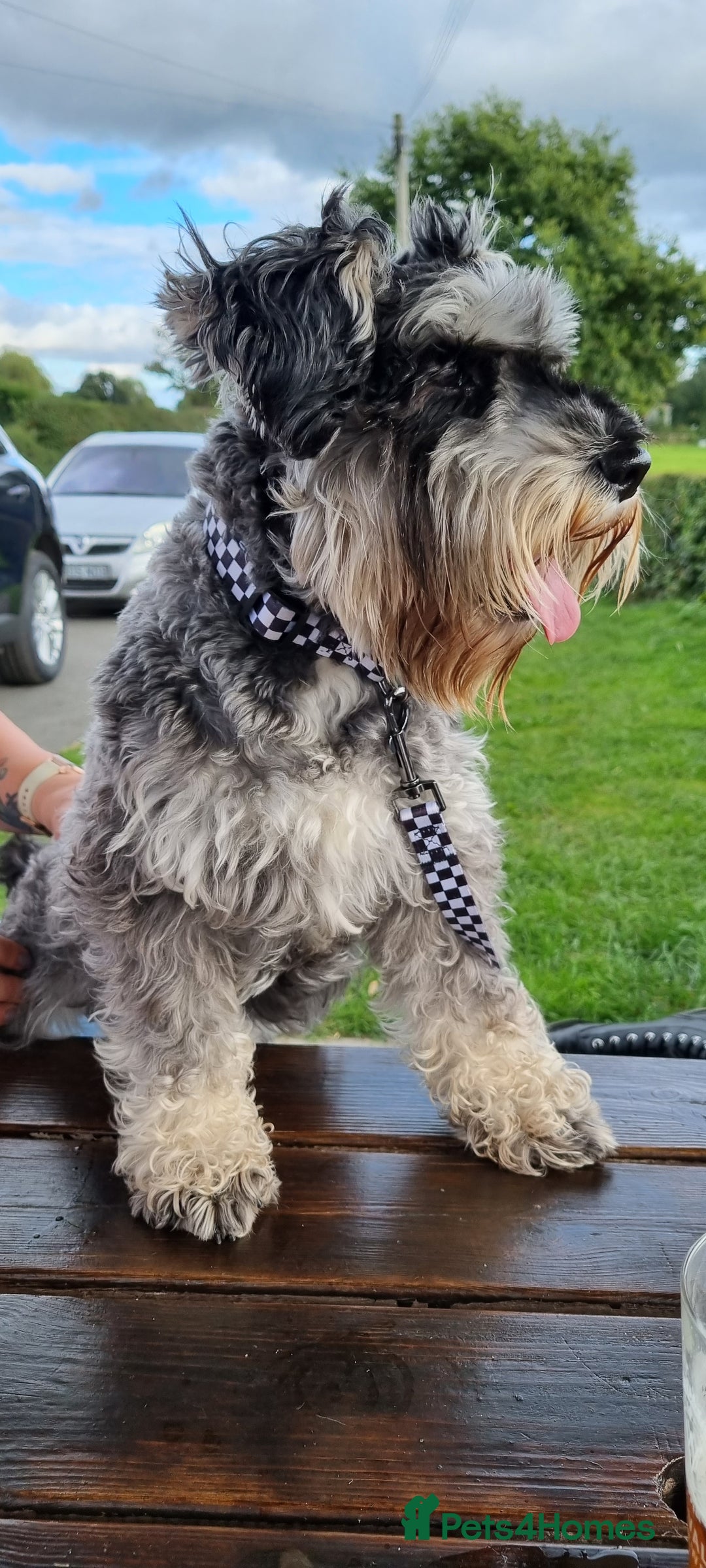 Miniature Schnauzer dogs for stud: stunning Kc registererd proven miniature schnauzer in Wolverhampton - Advert 14