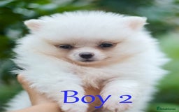 Pomeranian dogs for sale: KC Pomeranian puppies (Korean lines) - Image 5