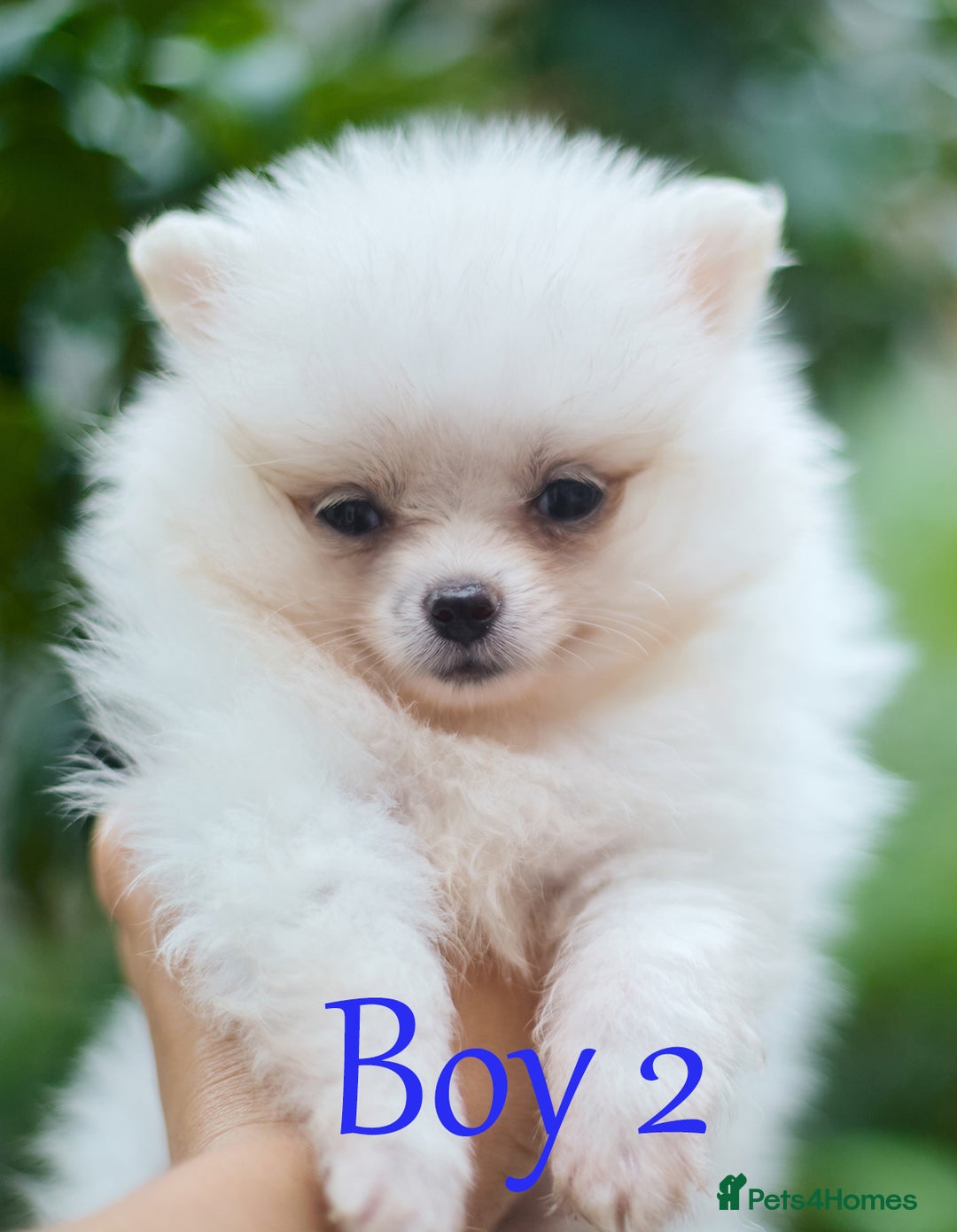 Pomeranian dogs for sale: KC Pomeranian puppies (Korean lines) - Image 5