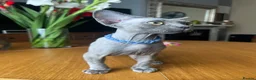 Devon Rex cats for sale: Our beautiful Devon Rex kittens are ready to move  - Advert 7