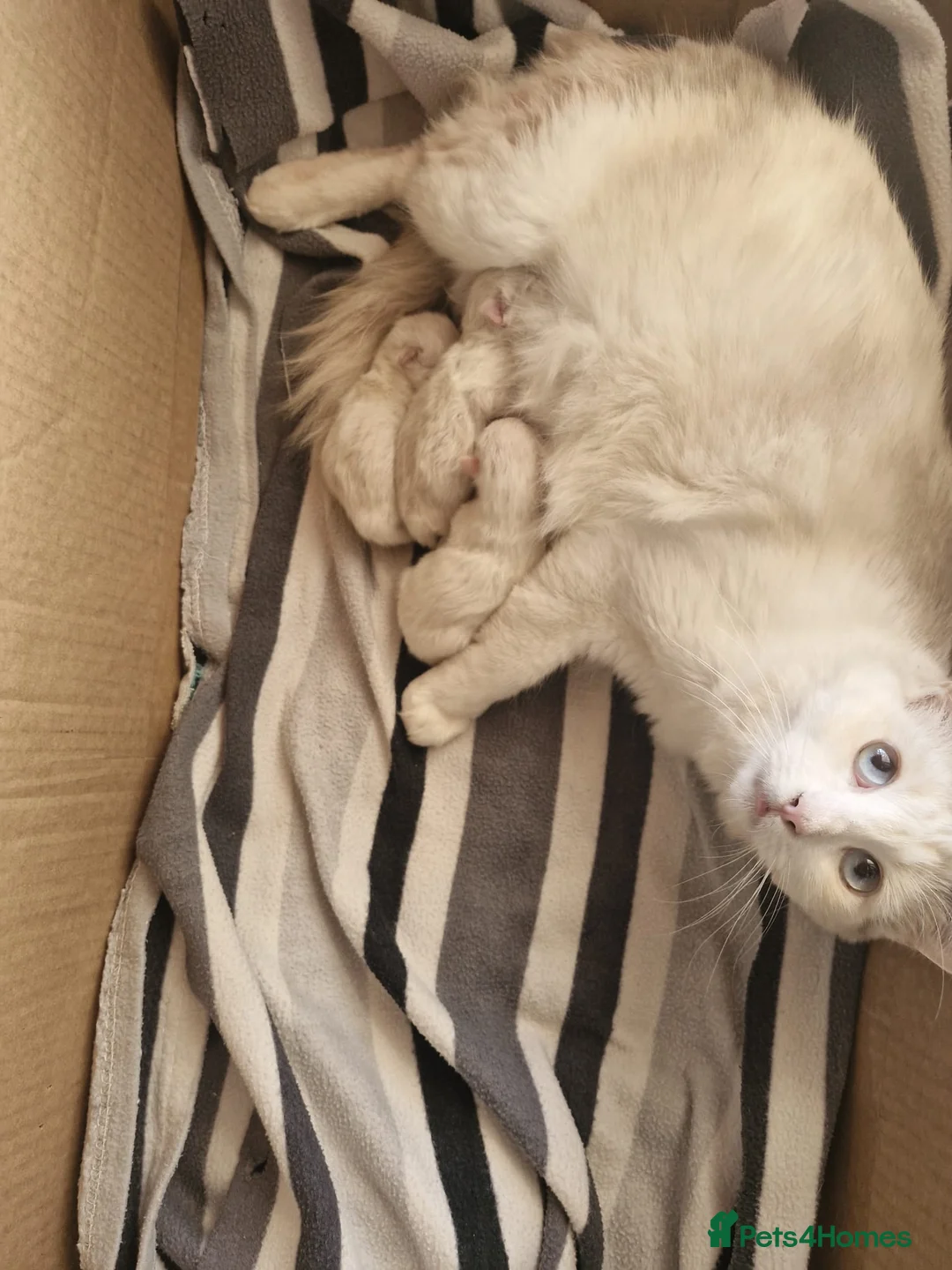 Ragdoll cats for sale: RAGDOLL BICOLOUR FEMALE KITTEN *AVAILABLE* - Advert 7