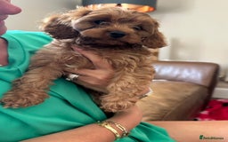 Cavapoo dogs for sale: Health tested cavapoo puppy’s  - Image 2