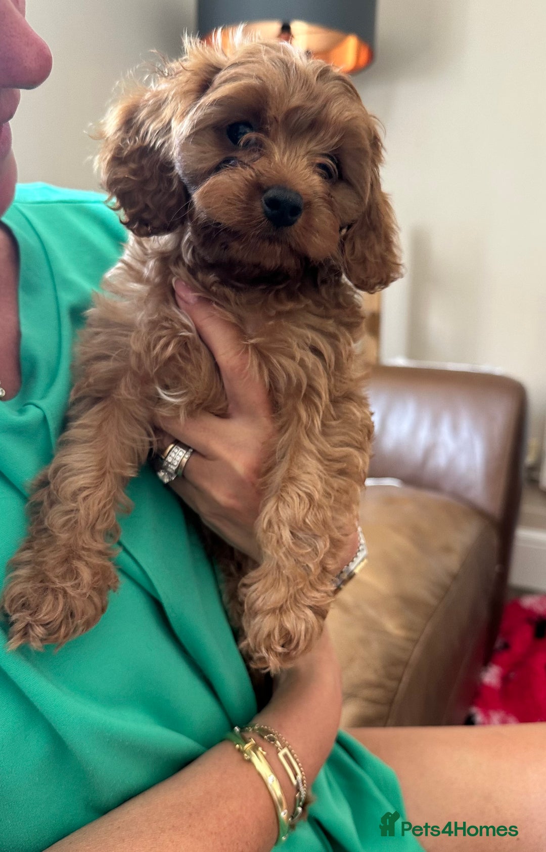 Cavapoo dogs for sale: Health tested cavapoo puppy’s  - Image 2