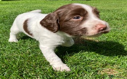 English Springer Spaniel dogs for sale: English Springer Spaniel puppies (2 lovely boys) - Image 6