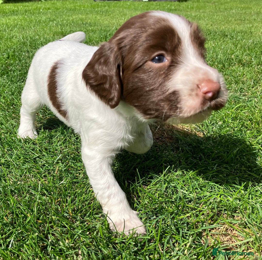 English Springer Spaniel dogs for sale: English Springer Spaniel puppies (2 lovely boys) - Image 6