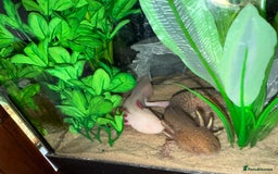 Axolotl reptiles for sale: 3 gorgeous and cute Male axolotls - Image 12