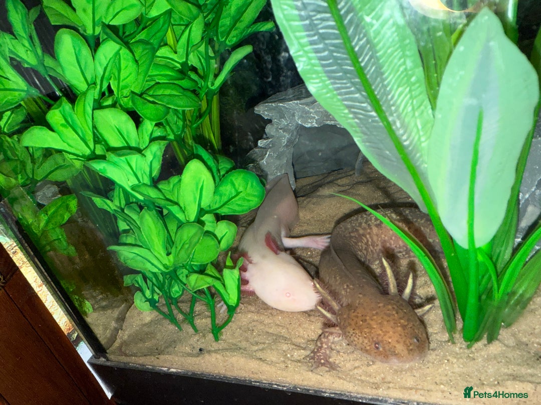 Axolotl reptiles for sale: 3 gorgeous and cute Male axolotls - Image 12