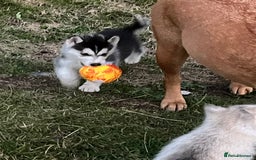Siberian Husky dogs for sale: Siberian husky puppies  - Image 2