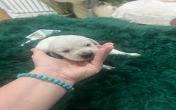 Goldador dogs for sale: Puppies- Goldadors (Golden retriever) (Labrador)  - Image 25