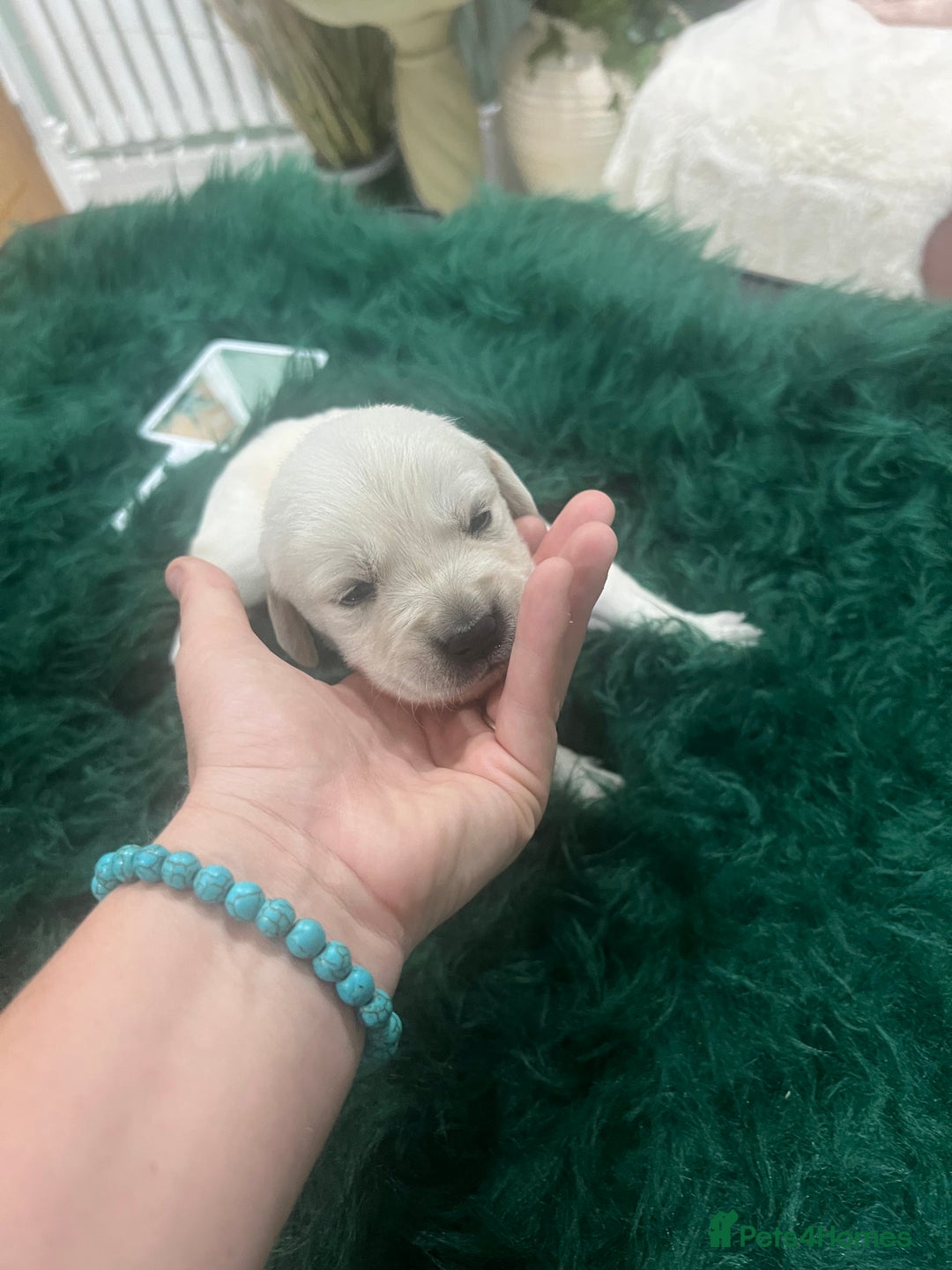 Goldador dogs for sale: Puppies- Goldadors (Golden retriever) (Labrador)  - Image 25