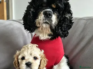 Cockapoo dogs F1b extensively DNA tested American cockerpoo - Advert 2