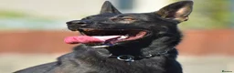 Mixed Breed dogs for sale: 🔥 PH1 BULLHERDERS BREEDING 🔥 - Advert 24