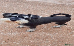 Miniature Schnauzer dogs for sale: KC REG MINI SCHNAUZER MAC AND EYE TESTED - Image 3