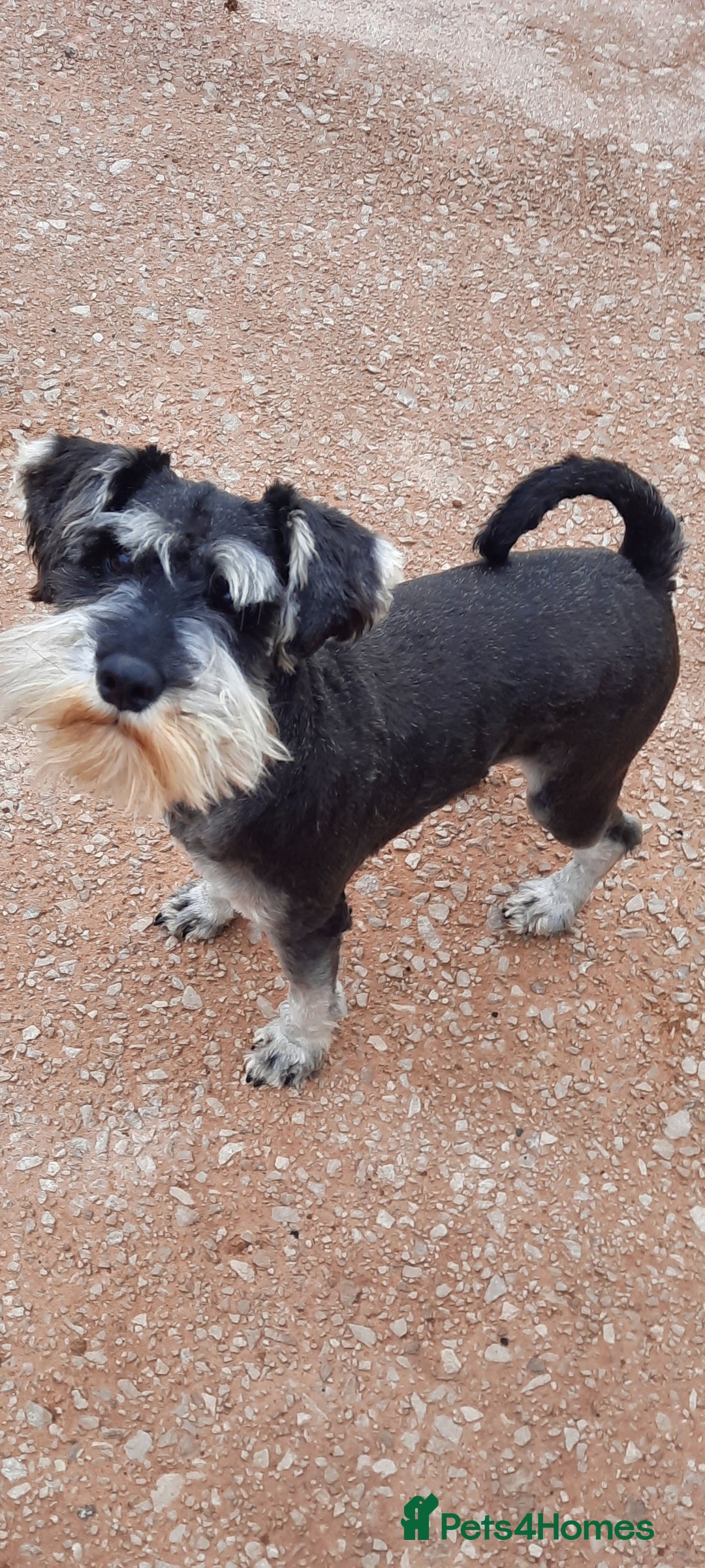 Miniature Schnauzer dogs for sale: KC REG MINI SCHNAUZER MAC AND EYE TESTED - Image 3