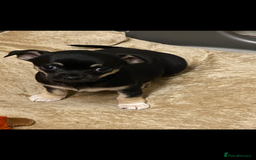 Chihuahua dogs for sale: Beautiful chihuahua female puppy - Image 3