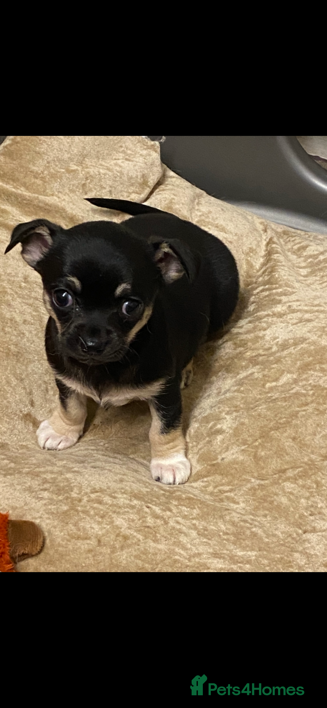Chihuahua dogs for sale: Beautiful chihuahua female puppy - Image 3