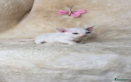 Devon Rex cats for sale: Tow beautiful Devon Rex boys  - Image 9