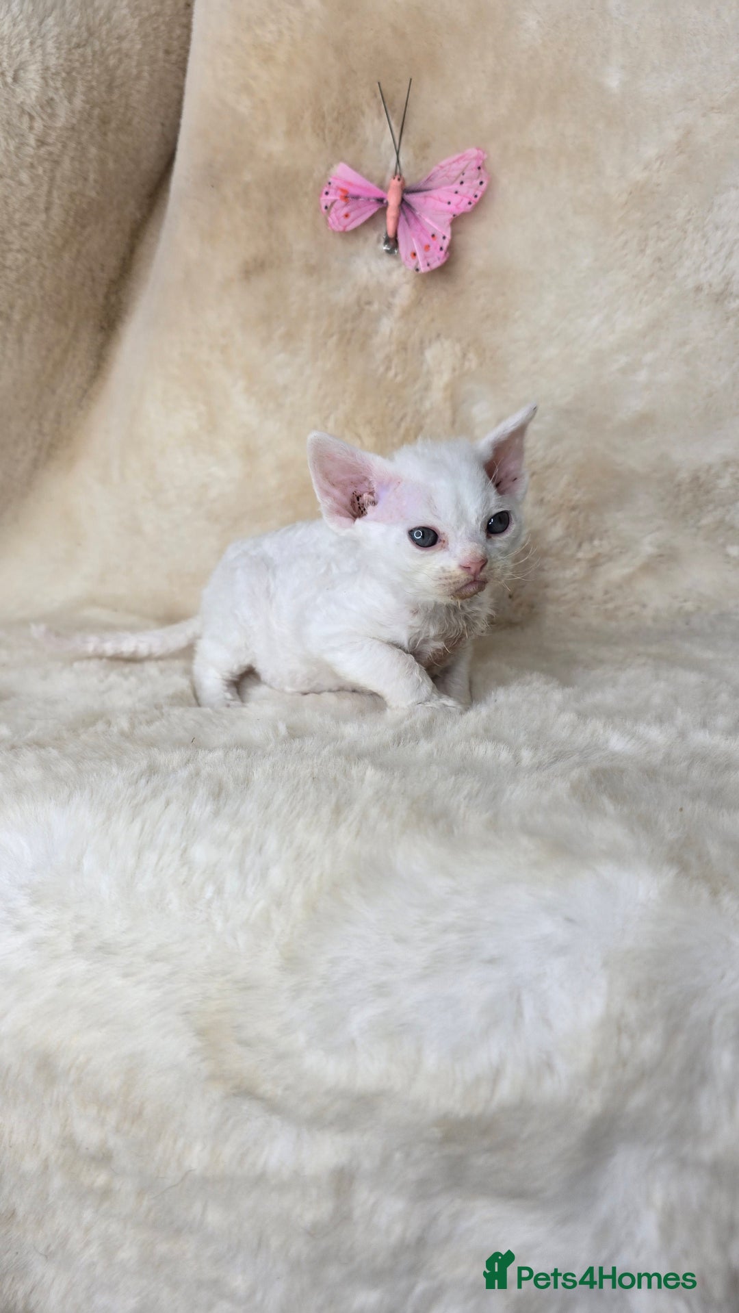 Devon Rex cats for sale: Tow beautiful Devon Rex boys  - Image 9