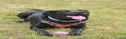 Mixed Breed dogs for sale: Black, female Labrador cross  - Advert 3