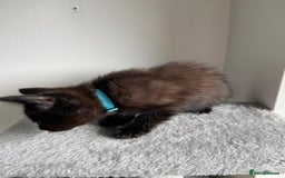 Mixed Breed cats for sale: 5 Half-Ragdoll kittens ❤️ - Image 17