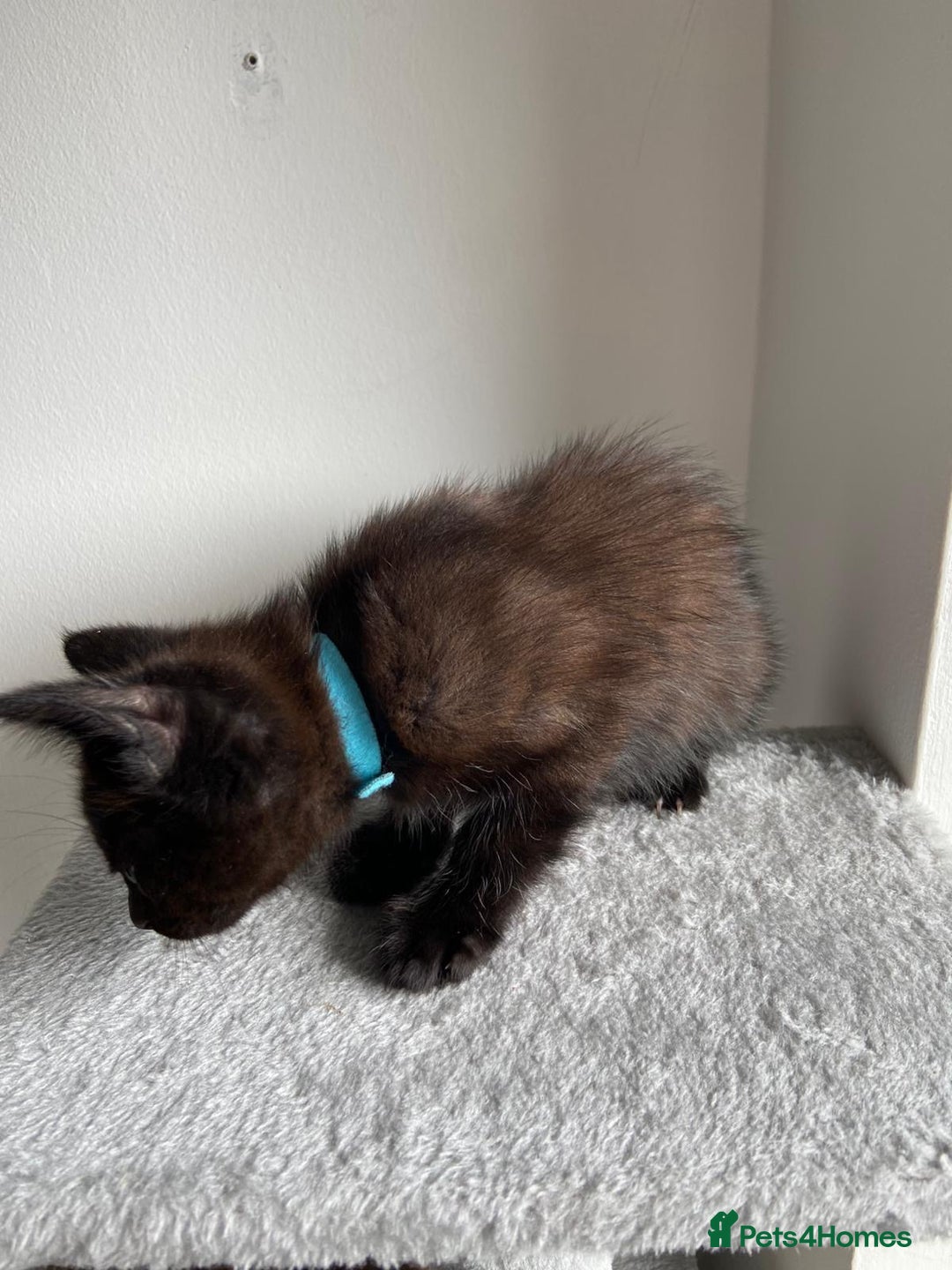Mixed Breed cats for sale: 5 Half-Ragdoll kittens ❤️ - Image 17