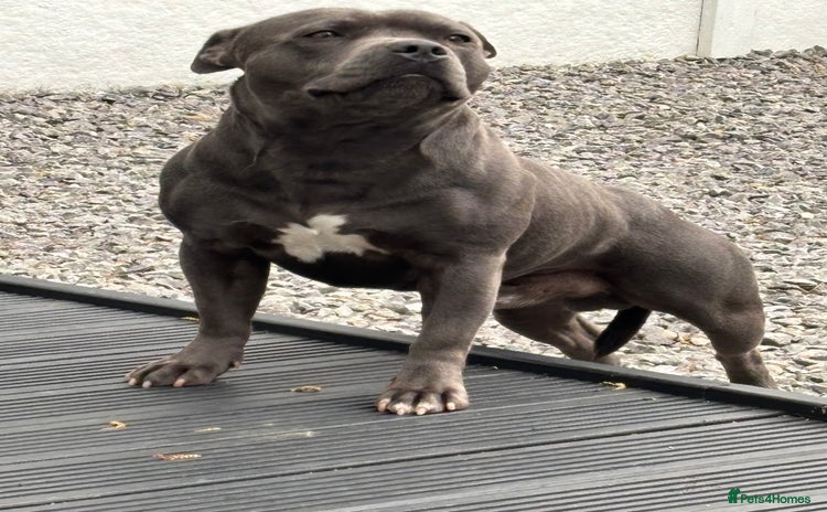 Staffordshire Bull Terrier dogs - Advert 1
