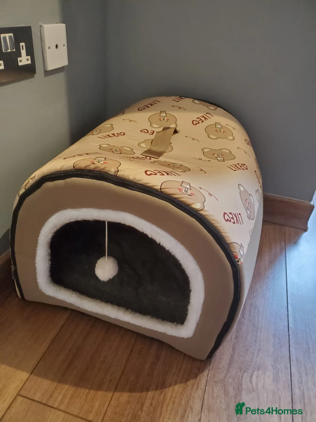 Mixed Breed cats for sale: 1-year-old male cat looking for a loving new home. - Advert 8
