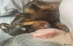 Dachshund dogs for sale: Mini daschund girl  - Image 2