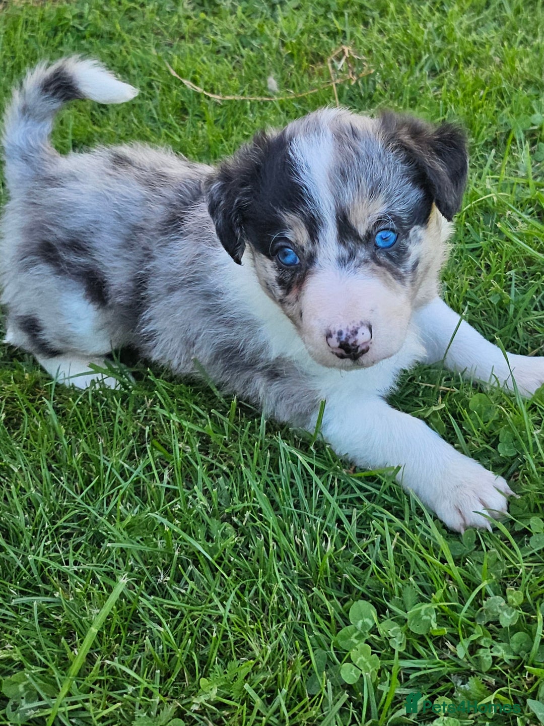 Border Collie dogs for sale: Unique blue eyed blue merle border collie puppies - Image 17