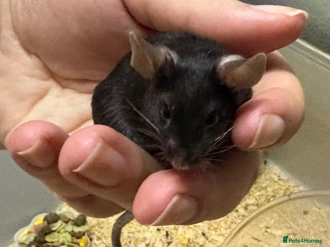 Mouse rodents for sale: Really friendly black male with full set up  - Advert 1