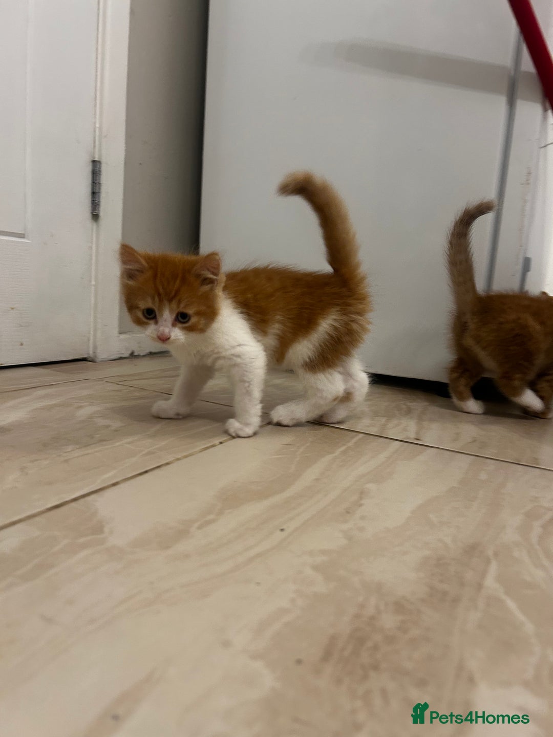 Mixed Breed cats for sale: 8 week old kittens ready for forever home - Advert 2