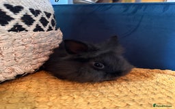 Lionhead rabbits for sale: Lionhead Babies for Sale  - Image 5