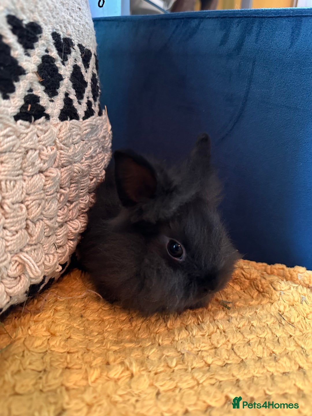 Lionhead rabbits for sale: Lionhead Babies for Sale  - Image 5