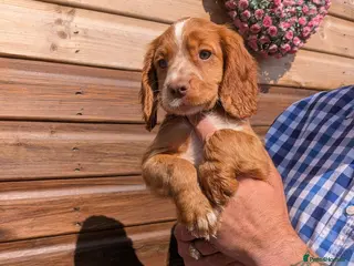 Cocker Spaniel dogs Working cocker spaniel - Advert 8