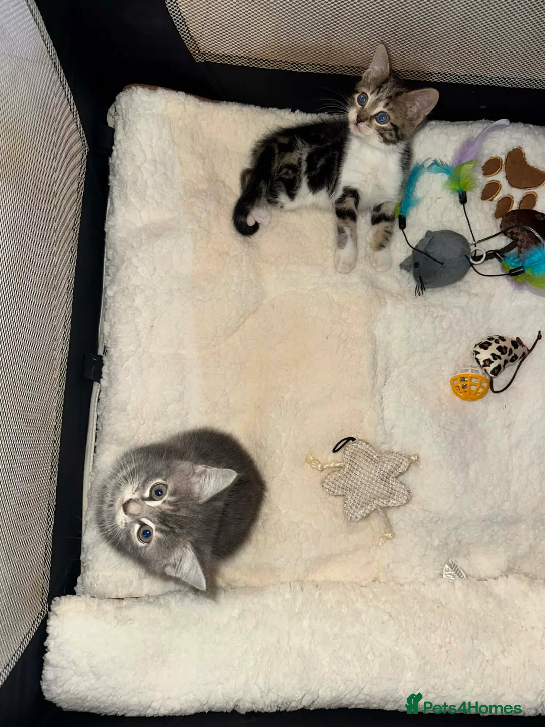 British Longhair cats for sale: Female domestic shorthair cross - Advert 2