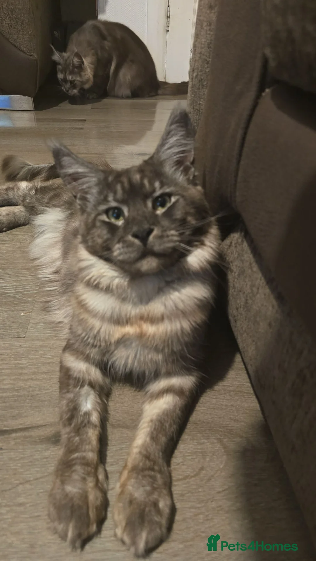 Maine Coon cats for sale: Maine coon male & female for sale  in Oldham - Advert 2