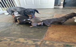 Miniature Dachshund dogs for sale: Beautiful miniature dachshund puppies for sale.  - Image 12