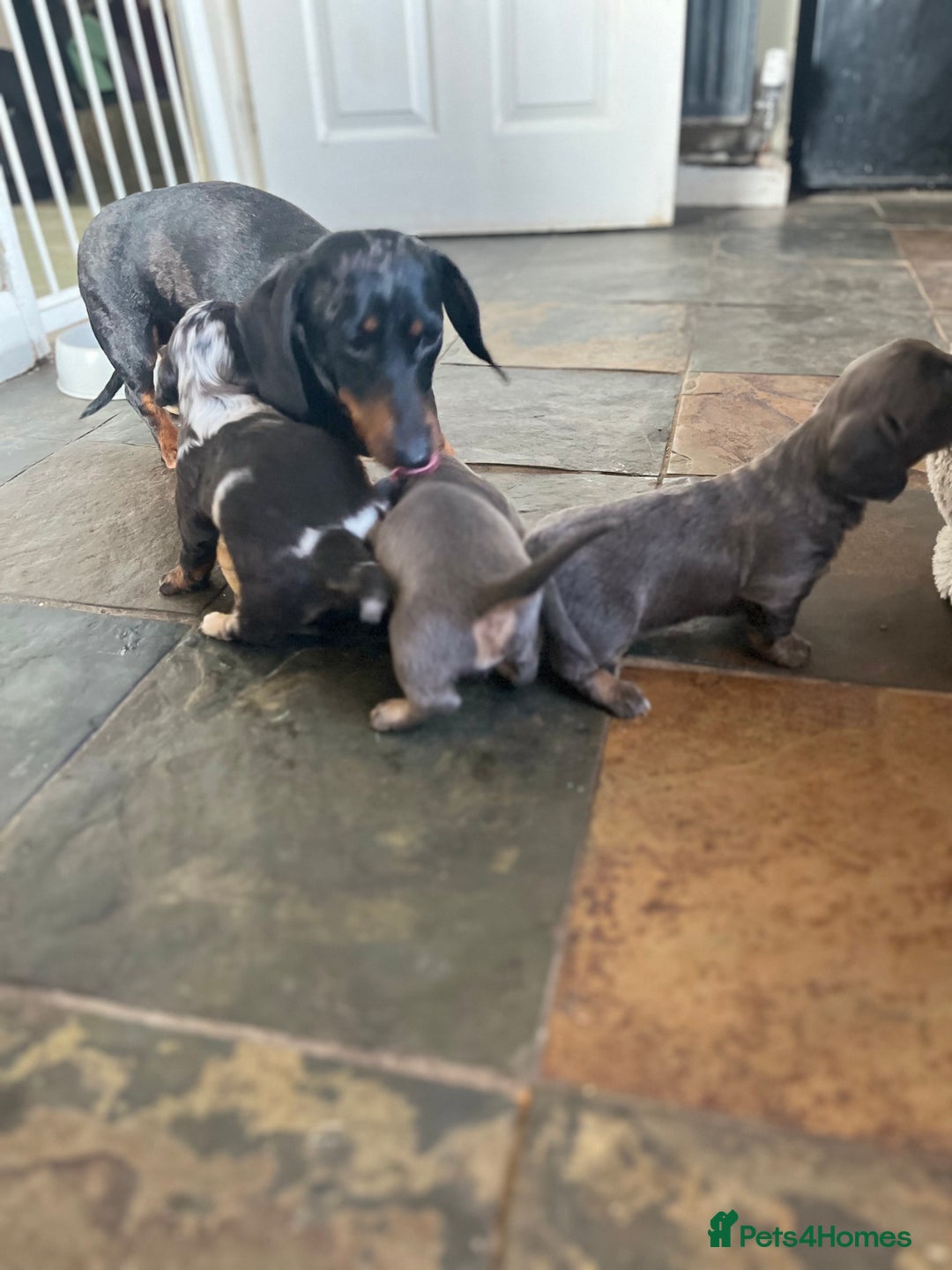 Miniature Dachshund dogs for sale: Beautiful miniature dachshund puppies for sale.  - Image 12