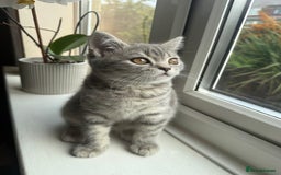 Scottish Fold cats for sale: Scottish fold kitten  - Image 1