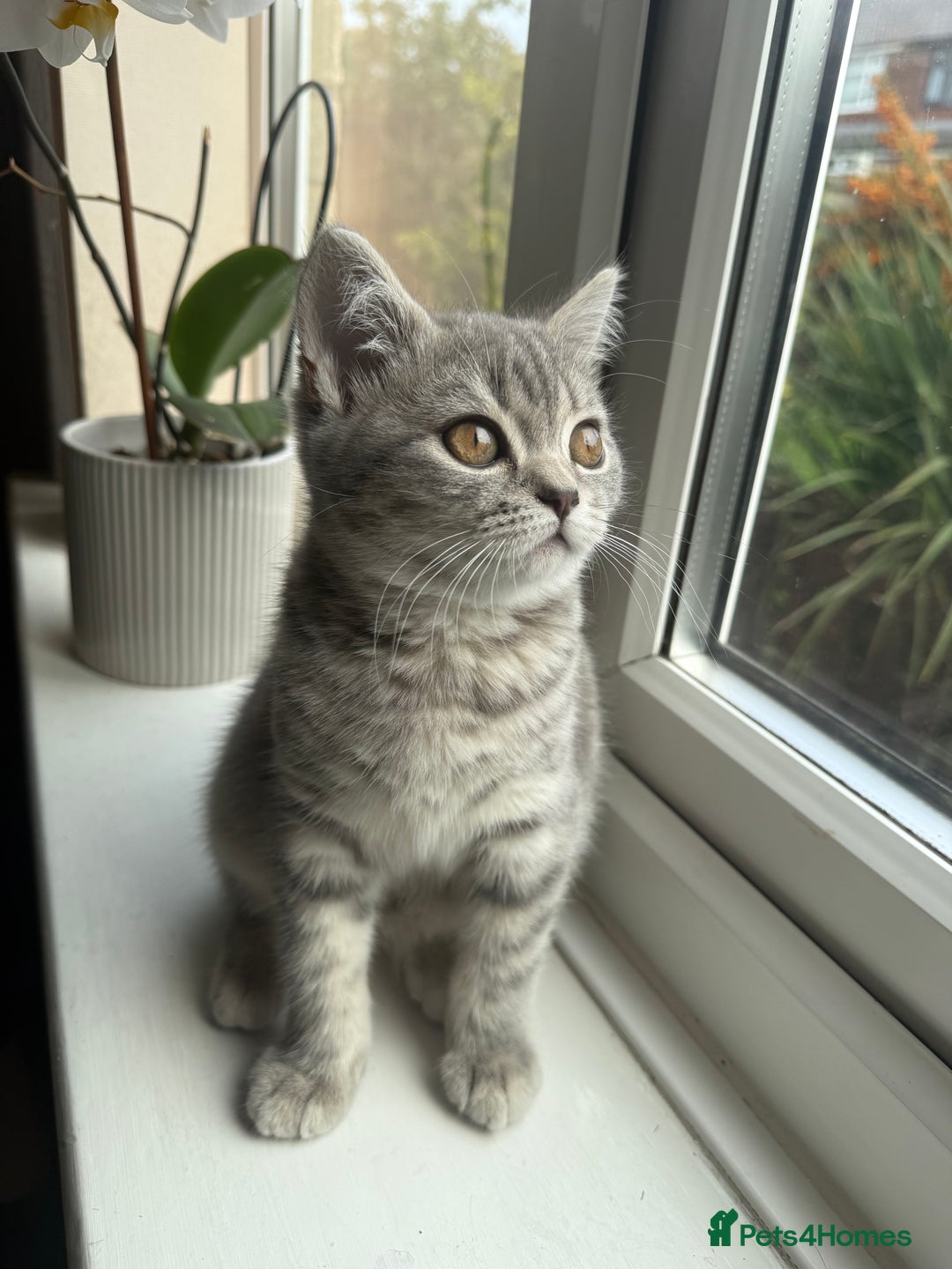 Scottish Fold cats for sale: Scottish fold kitten  - Image 1