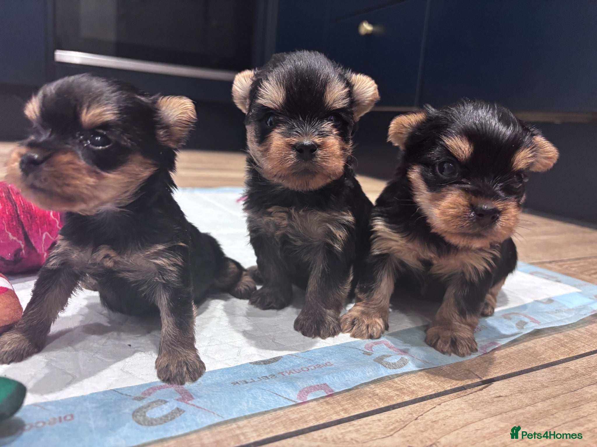 Yorkshire Terrier dogs Yorkshire Terrier Puppies  - Advert 1