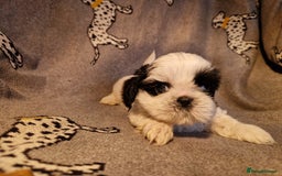 Shih Tzu dogs for sale: Shih Tzu puppies for sale  - Image 4
